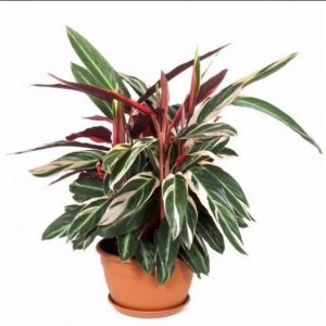 calathea