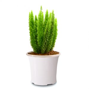 asparagus