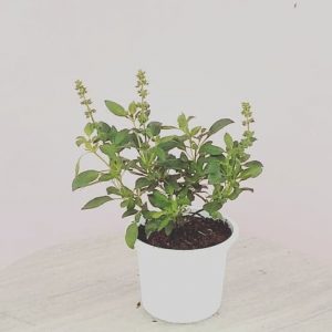 basil_atau_cemangi